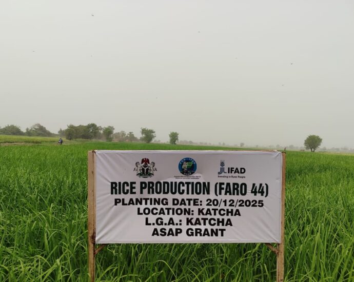 IFAD grant boost rice, cassava value chains in Niger