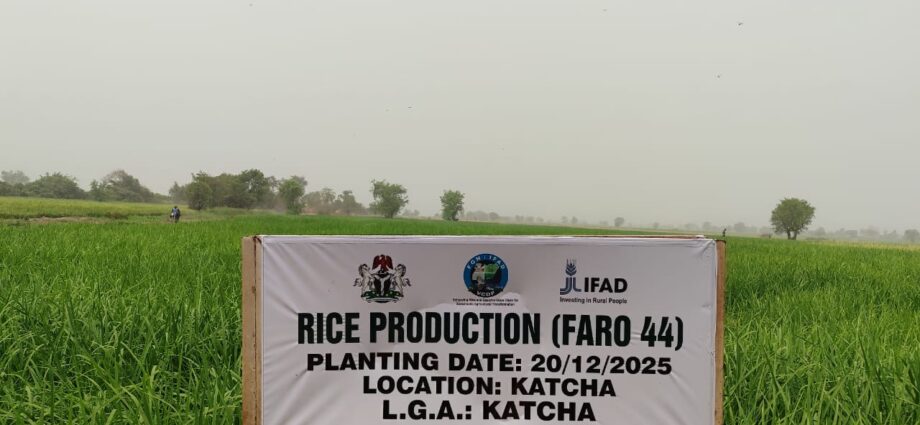 FG, Devt. partners grant boost rice, cassava value chains in Niger FG, Devt. partners grant boost rice, cassava value chains in Niger