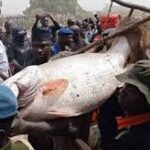 Argungu Fishing Festival: winner smiles home with Toyota cars, N1m