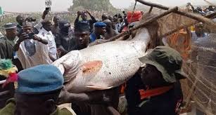 Argungu Fishing Festival: winner smiles home with Toyota cars, N1m