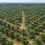 Stakeholders seek stronger regulation of oilseed sector as import concerns emerge