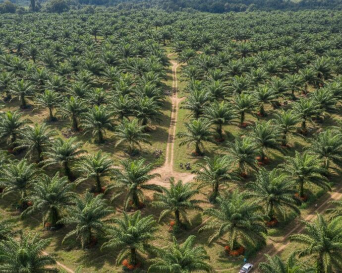 Stakeholders seek stronger regulation of oilseed sector as import concerns emerge