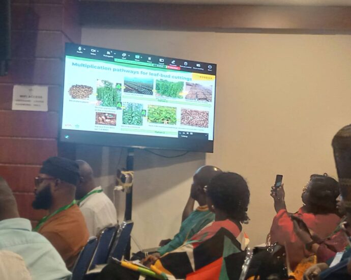 IITA advocates reforms to boost yam production