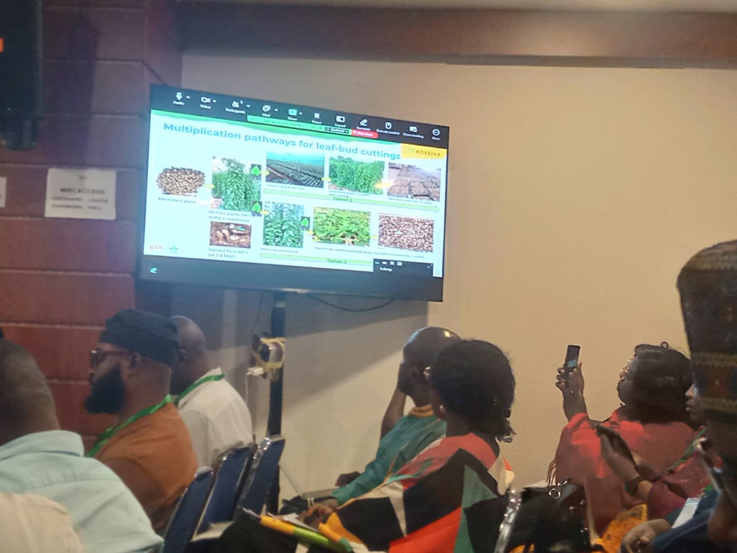 IITA advocates reforms to boost yam production