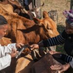 FG supplies Ekiti with 80,500 doses of livestock vaccines