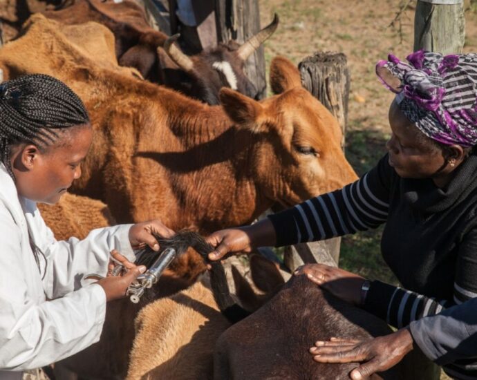FG supplies Ekiti with 80,500 doses of livestock vaccines