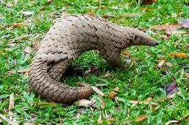 Wild Africa urges swift pangolin protection law