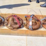 Customs intercepts 4 live Pangolins in Ogun Customs intercepts 4 live Pangolins in Ogun