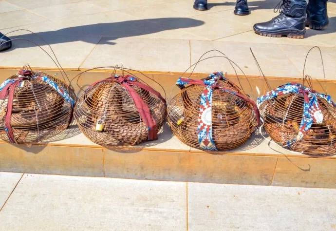 Customs intercepts 4 live pangolins in Ogun