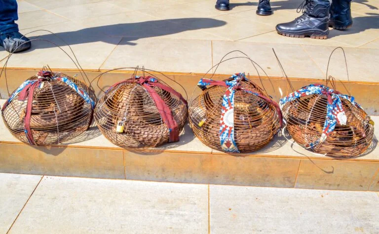 Customs intercepts 4 live pangolins in Ogun