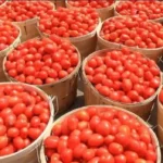 Ramadan: Tomato farmers allay fears of price hike