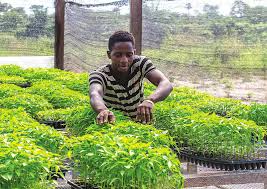 Agribusiness: FG advocates partnership for youth empowerment in agric sector