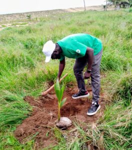 Rotary, foundation plant mangroves to combat climate change in Togo