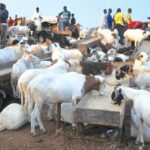 Ram sellers during Eid-el-Kabir