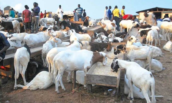 Ram sellers during Eid-el-Kabir