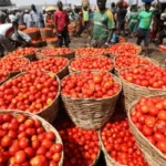 Basket of tomatoes in a local market