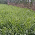 Ginger plantation in Kaduna