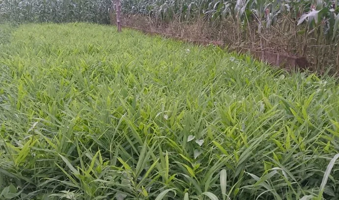 Ginger plantation in Kaduna