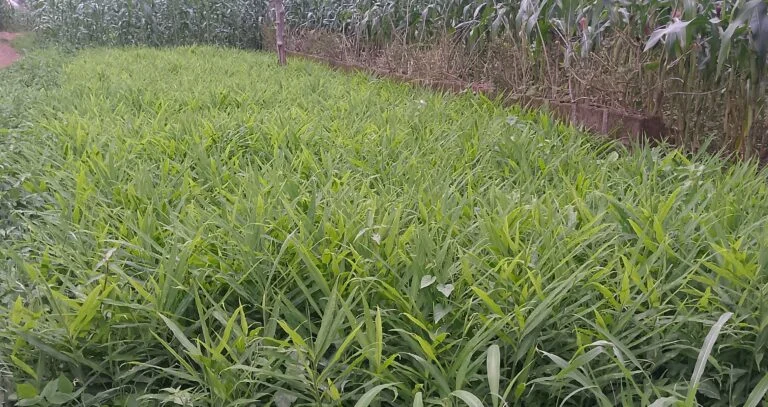 Ginger plantation in Kaduna
