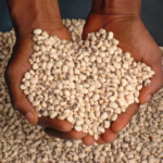 A beans seller in a local market