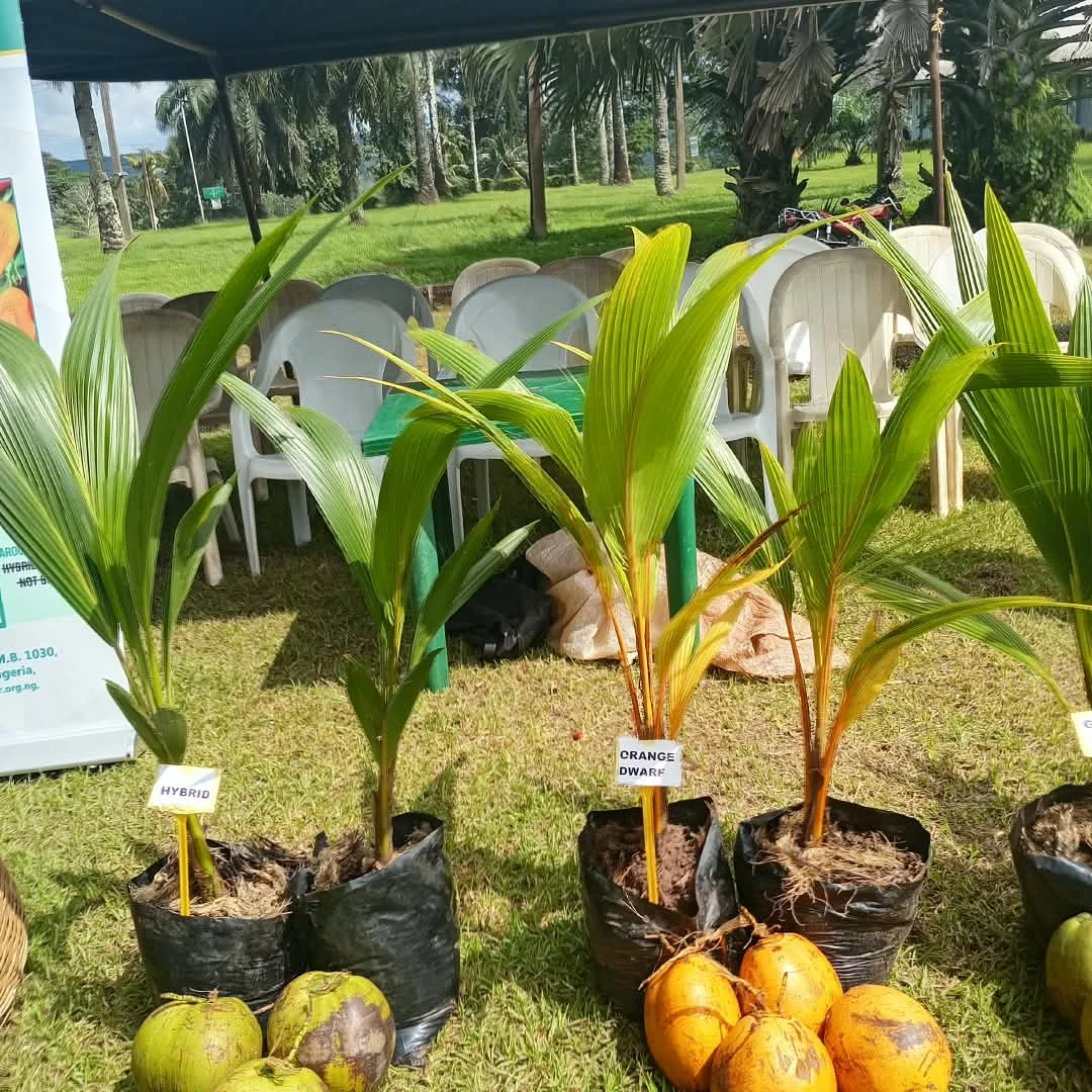 Experts seek drought tolerant oil palm varieties to boost yields