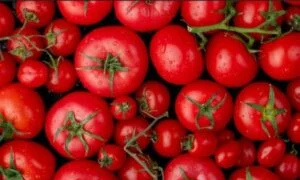 Tomatoes