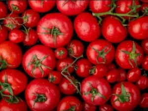 Tomatoes